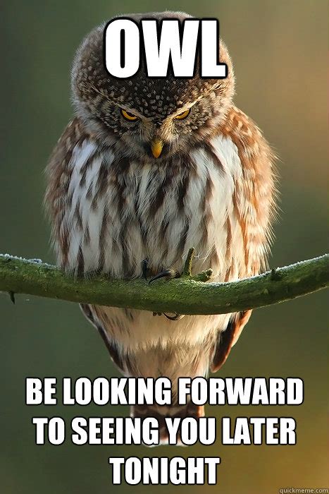 Owl Be looking forward to seeing you later tonight - Stalker Owl ...