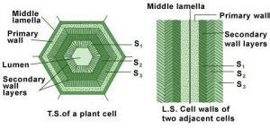 Cell wall: Structure and Composition : Plantlet