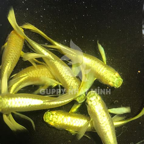 Giá Sỉ Và Lẻ Cá 7 Màu Full Gold - Cá Bảy Màu - Guppy Nhật Minh