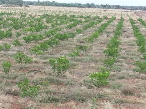 Techie2Aggie: Pruning of Mango UHD - Summer 2013