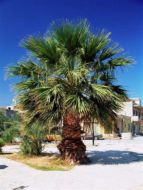 Chamaerops Humilis. Photograph by Bjorn Svensson/science Photo Library ...