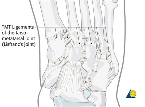 Midfoot - AO Surgery Reference