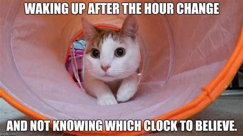 To the Time Change | Daylight savings time, Funny cat memes, Cat memes