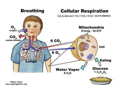 Cellular Respiration (Grade 6-8)