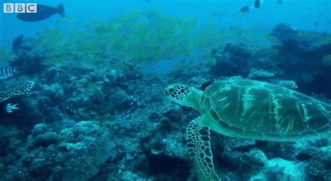 Marine Animals GIFs - Find & Share on GIPHY