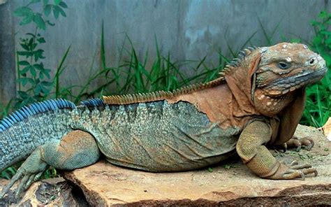 Jamaican Iguana | Iguana pet, Reptiles pet, Amphibians