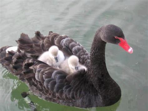 Le Cygne Noir du l'Agôn: Le Cygne Noir et ses petits