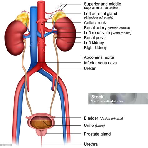 The Urinary System 3d Medical Vector Illustration Isolated On White ...