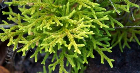 Club Moss (Herb), Lycopodium clavatum - Top Quality Herbs & Tinctures