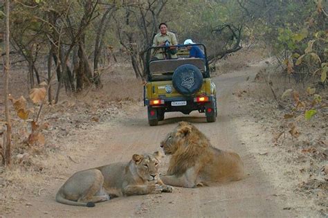 Jeep Safari in Gir National Park, Sasan Gir, Gujarat, India to view ...