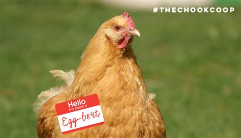 The Top 20 Cutest Pet Chicken Names EVER