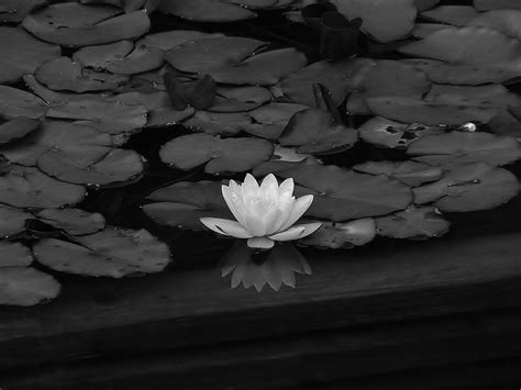 Lotus-flower-black-and-white-I.jpg (2016×1512) | Black and white ...