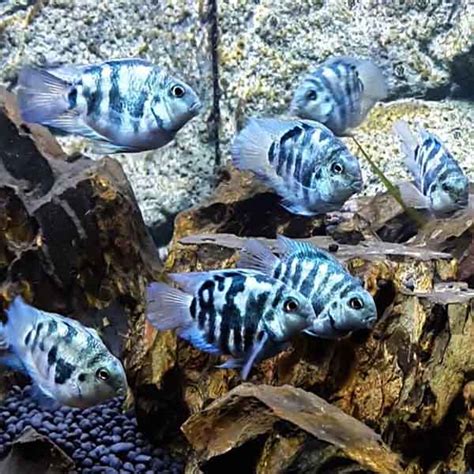 Polar blue parrot fish (breeding pair) - Buy Aquarium Plants and ...