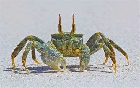 Crustacean | Ghost crab, Crabs animal, Beautiful sea creatures