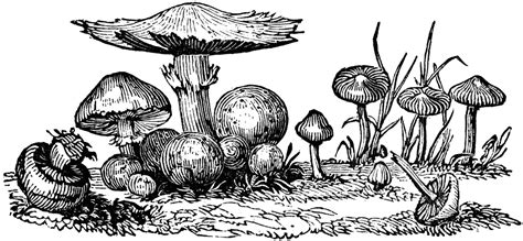 Fungi | ClipArt ETC