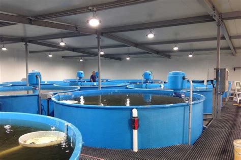 Huon Aquaculture – Broodstock Conditioning RAS - Fresh by Design