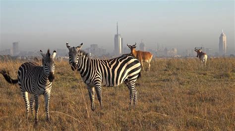 The animals of Nairobi National Park – The Kid Should See This