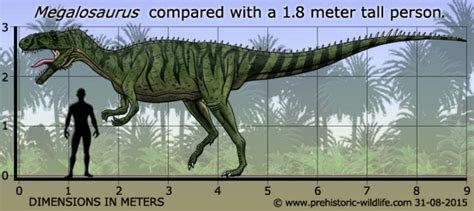 Megalosaurus size by Frylock921 on DeviantArt