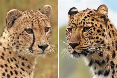 Cheetah vs Leopard - how to tell the two cats apart - The Wildlife Diaries