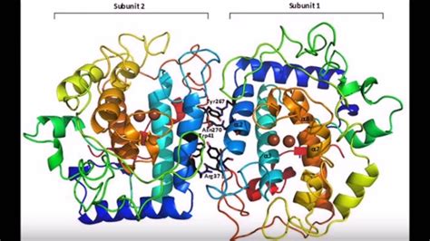 Tyrosinase Enzyme Video - YouTube