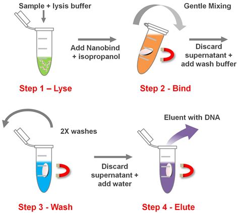 Dna Extraction Process