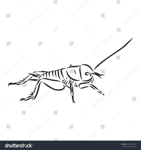 Cricket Insect Vector Sketch Illustration Stock Vector (Royalty Free ...