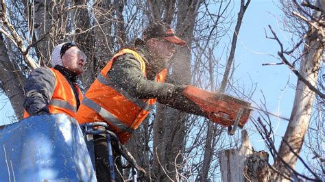 Safety Tips and Techniques For Successful Tree Felling