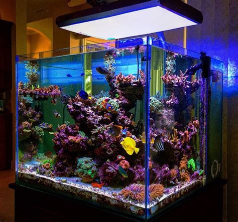 Pin by Ethan Fry on Marine tank | Aquarium fish tank, Saltwater fish ...