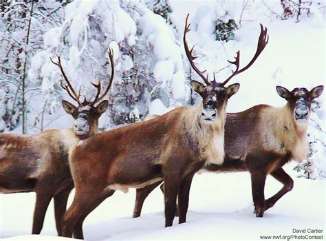 10 Festive Facts About Reindeer - The National Wildlife Federation Blog