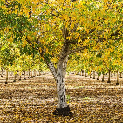 Walnut Tree Pictures, Images and Stock Photos - iStock