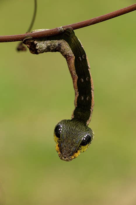 Sphinx Hawk Moth Caterpillar, Snake Mimic, Rio Napo, Peru Greeting Card ...