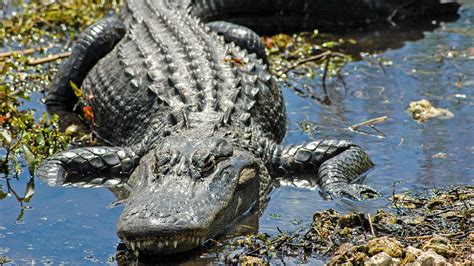 No thanks: Florida sheriff's office posts TikTok video of massive gator ...