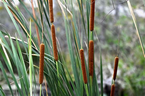 Cattails Plant