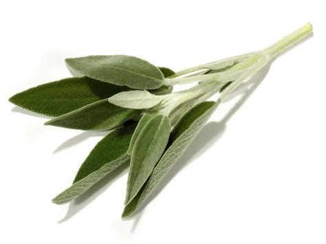 Herb of the Month: Sage | Food Network Healthy Eats: Recipes, Ideas ...