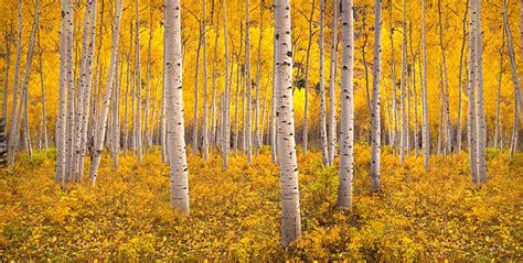 Best Aspen Tree Stock Photos, Pictures & Royalty-Free Images - iStock ...