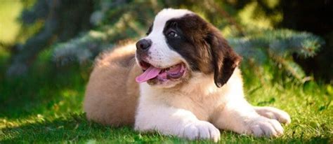 How Much Are St Bernard Puppies