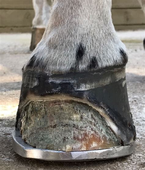 White Line Disease: Understanding the Silent Intruder of Horse Hoof ...