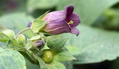 Nightshade: Facts, types, growth, maintenance, uses, and benefits (2023)