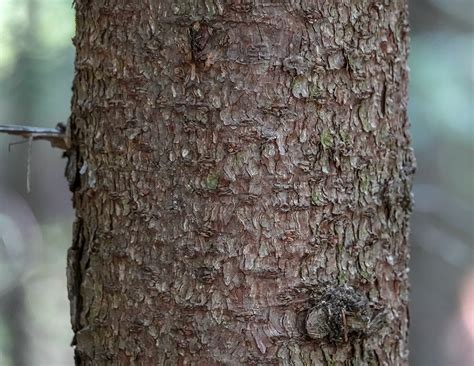 Red Spruce | Picea rubens