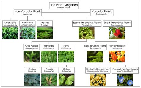 Plant Kingdom Chart from Montessori for Everyone