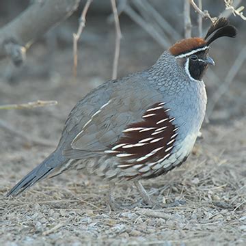 Quail - Arizona Game & Fish Department