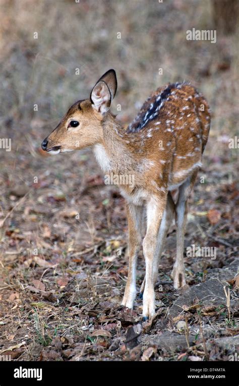 spotted deer,chital,axis axis,fawn,madhya pradesh,india Stock Photo - Alamy