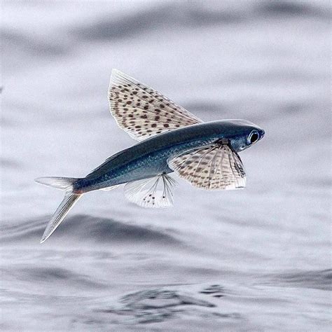 a fish that is flying over the water