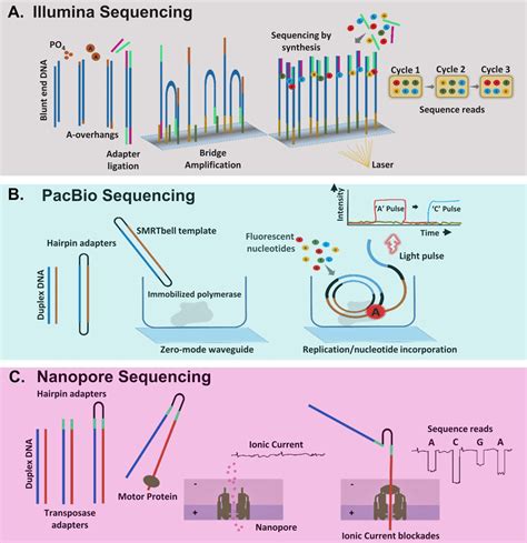 Major short-read and long-read sequencing technologies. (A) Illumina ...