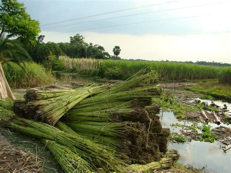 When will be the harvesting of jute plant is done?