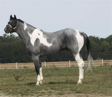 Grey paint | Horses, American paint horse, Horse painting