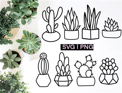 Succulent Svg Bundle Succulent Clipart Cactus Svg Plant - Etsy India ...