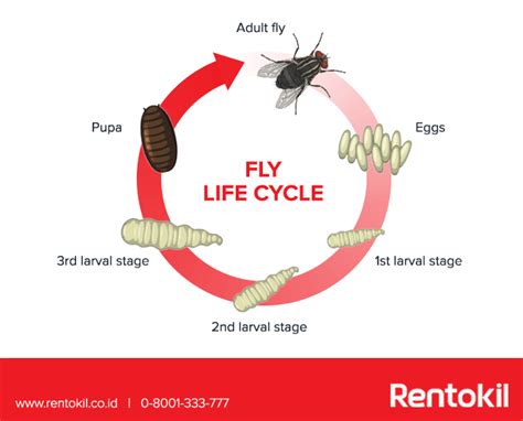 Life Cycle Of Blow Fly