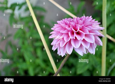 pink dahlia in the garden Stock Photo - Alamy