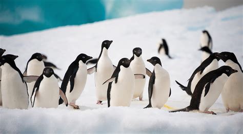 What Animals Live in Antarctica? | Aurora Expeditions™